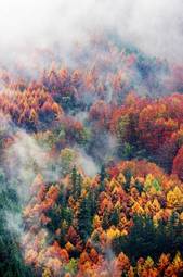 Naklejka pejzaż jesień las