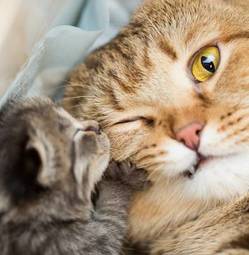 Obraz na płótnie mały kociak z mamą