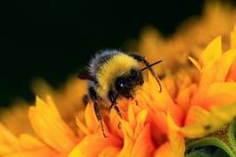 Fotoroleta ogród pyłek dziki piękny