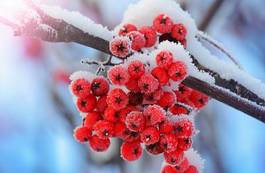 Fotoroleta natura roślina śnieg
