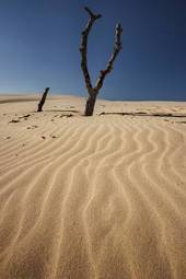 Naklejka drzewa plaża pejzaż pustynia