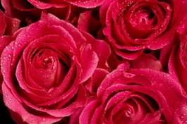 Plakat pąk rosa kwitnący bukiet kwiat