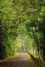 Plakat drzewa las aleja tajlandia wieś