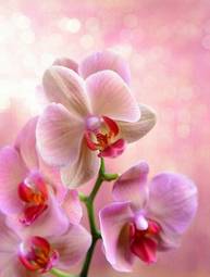Plakat piękny egzotyczny storczyk kwitnący