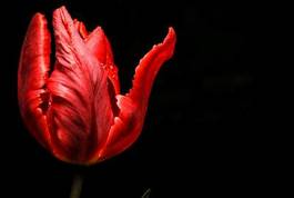 Plakat tulipan roślina natura