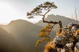 Obraz na płótnie jesień krajobraz sosna klif bezdroża