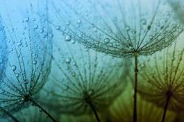 Fototapeta świeży woda fiołek roślina