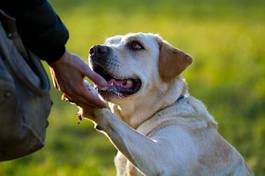Obraz na płótnie miłość pies zwierzę przyjaźń trust