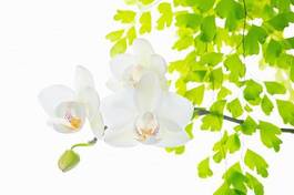 Naklejka białe orchidee