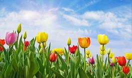 Plakat słońce ogród świeży niebo tulipan