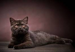 Obraz na płótnie brązowy angielski krótkowłosy kociak