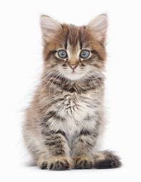 Obraz na płótnie kociak ładny kot zwierzę