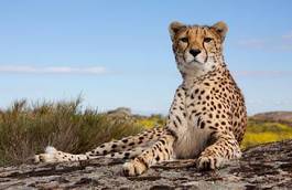 Plakat zwierzę safari gepard afryka bystry