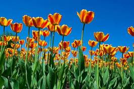 Plakat niebo tulipan piękny ogród