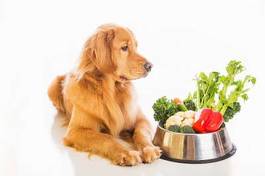 Plakat jedzenie dla psa