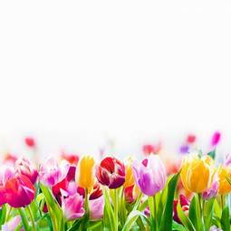 Plakat słońce tulipan lato pole ogród