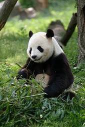 Plakat niedźwiedź zwierzę chiny czarno-biały olbrzym