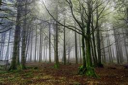 Obraz na płótnie hiszpania mech wilgotny europa drzewa