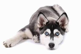 Obraz na płótnie pies szczenię portret oko