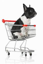 Plakat tramwaj szczenię pies dieta zakupy