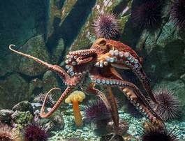 Plakat woda rafa koral podwodne zwierzę