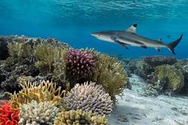 Plakat podwodne tropikalny natura