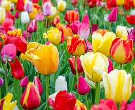 Plakat pole ogród niebo tulipan świeży