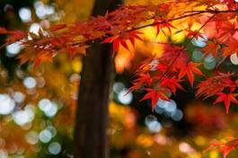 Plakat ładny ogród japoński japonia ogród jesień