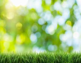 Obraz na płótnie lato trawa ogród łąka