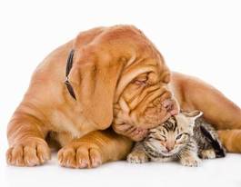 Plakat kot miłość pies ssak zwierzę