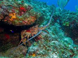Plakat wyspa ameryka karaiby homar