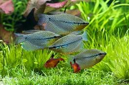 Plakat woda ryby ozdobne akwarium labirynt 