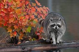 Fotoroleta jesień natura woda drzewa zwierzę