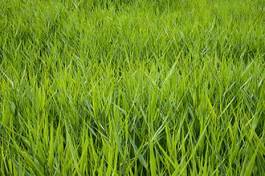 Obraz na płótnie natura łąka zdrowy wiejski pastwisko