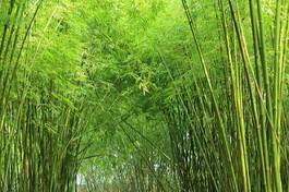 Naklejka azja las zen drzewa japoński