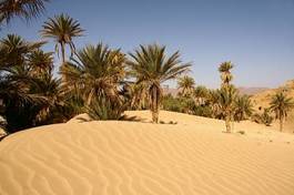 Obraz na płótnie wydma krajobraz palma oaza niebo