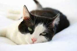 Plakat kot oko zwierzę felino choroba