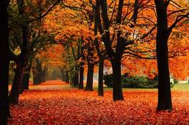 Naklejka jesień piękny natura