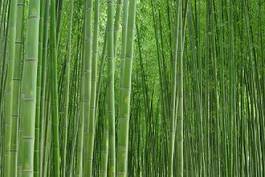 Naklejka roślina bambus krajobraz zielony