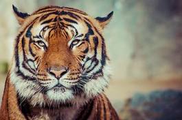 Fotoroleta portret zwierzę azja safari ładny