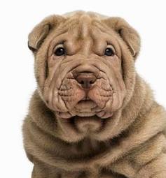 Plakat ssak zwierzę pies szczenię