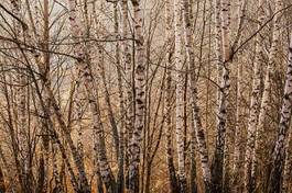 Fotoroleta las drzewa śnieg brzoza