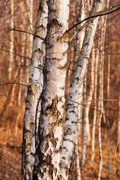 Fotoroleta brzoza drzewa śnieg las kora