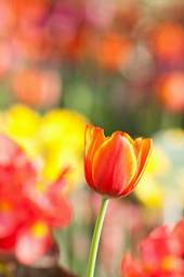 Plakat miłość rolnictwo świeży roślina tulipan