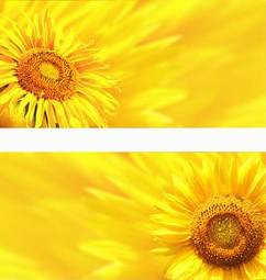 Plakat kwiat stokrotka słonecznik