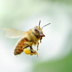 Naklejka dziki natura piękny pyłek zwierzę