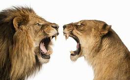Plakat lew dziki zwierzę ssak