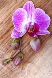 Plakat natura kwiat storczyk