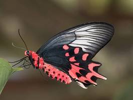 Fotoroleta motyl owad czarny