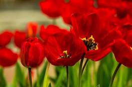 Plakat tulipan kwiat piękny ogród natura